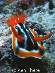This Nudi was shot off with a Sea & Sea DX8000 camera, sw... by Ken Thate 